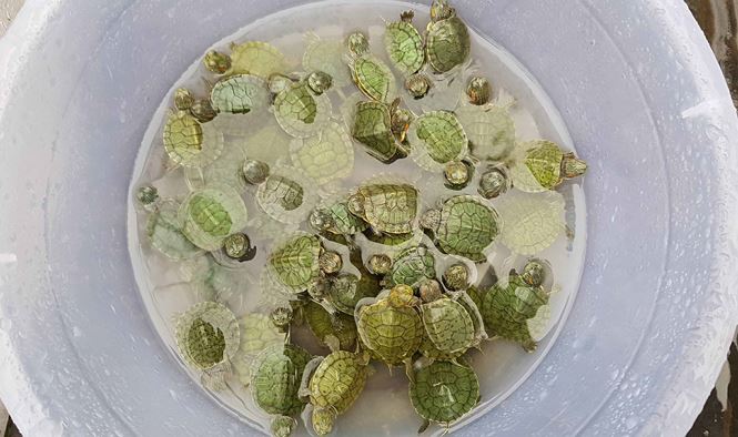 Rùa, cá vừa phóng sinh bị vợt ngay trước mắt tại chùa Trấn Quốc